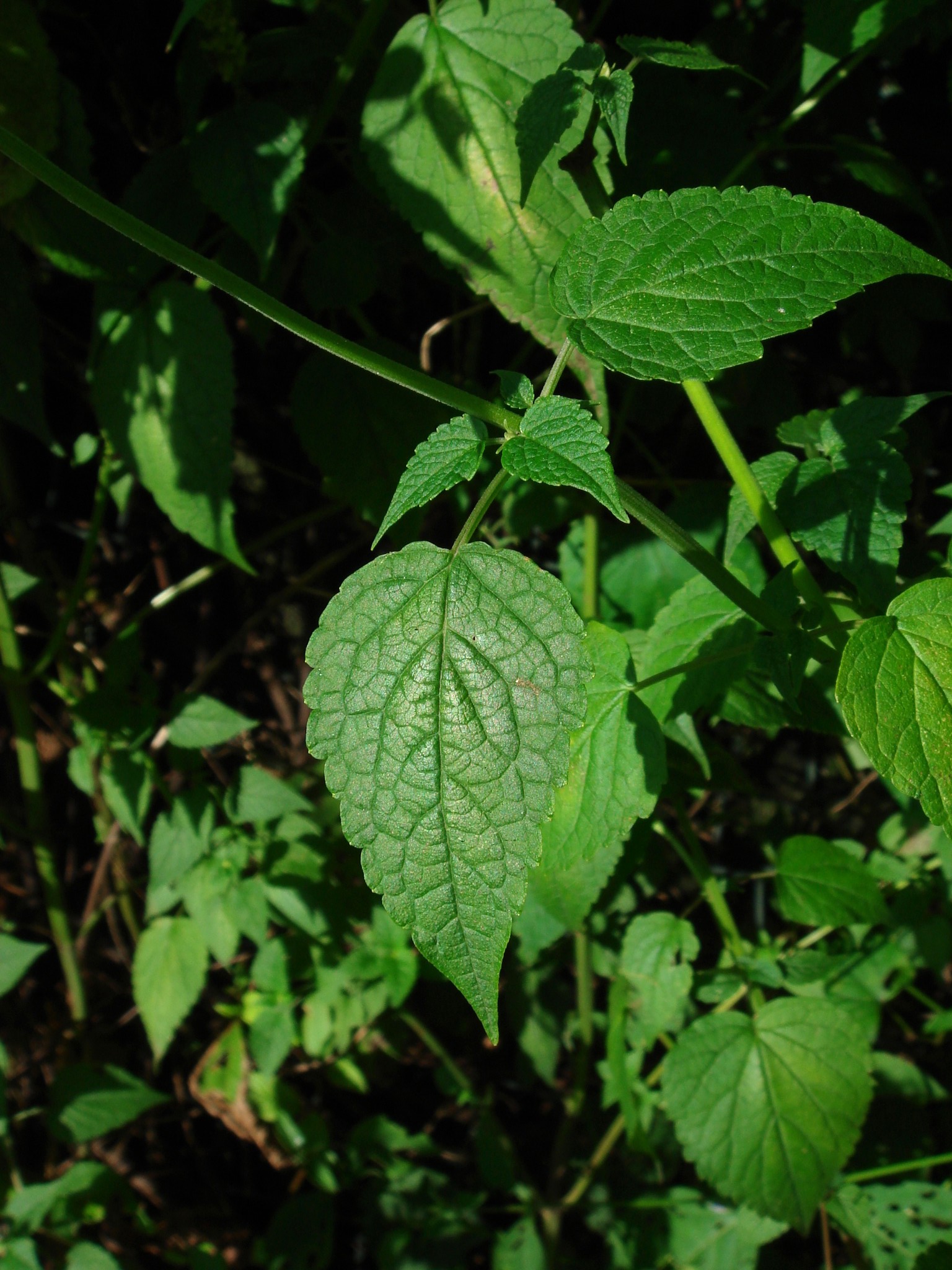 Yalangoch qizlar uy qurilishi rasmlar